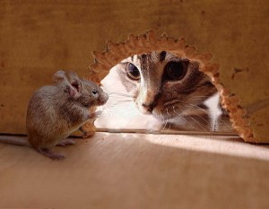 Рухлива гри "Миші та кіт"